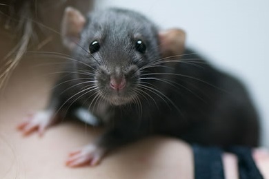 pet rats blog.jpg